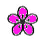Blüte: 5 blättrig; Einzelblüte; Farbe: lila