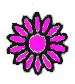 Blüte: Körbchen; Einzelblüte; Farbe: lila