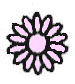 Blüte: Körbchen; Einzelblüte; Farbe: rosa